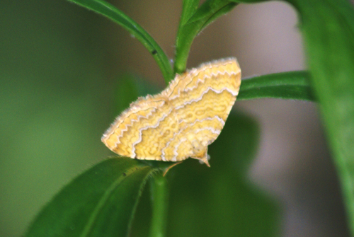 Camptogramma bilineata