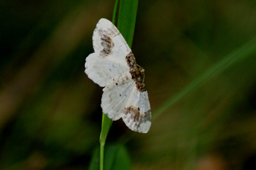 Ligdia adustata