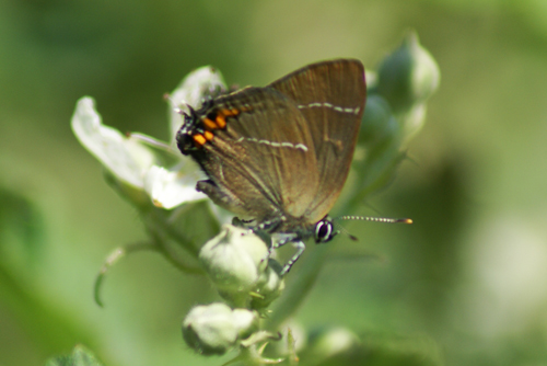 Satyrium w-album