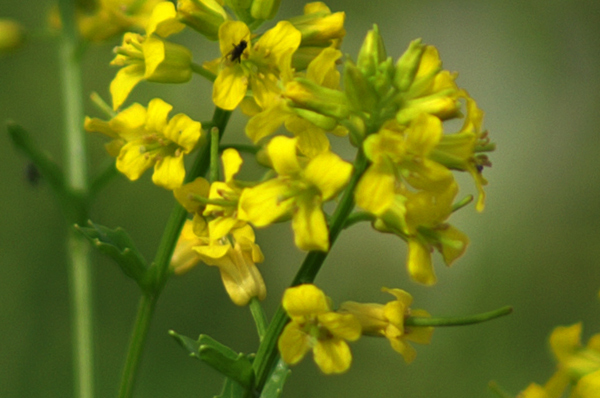 Barbarea vulgaris / Erba di Santa Barbara comune