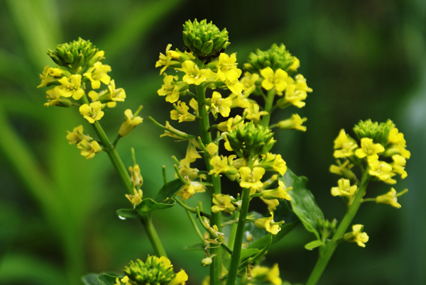 Barbarea vulgaris / Erba di Santa Barbara comune