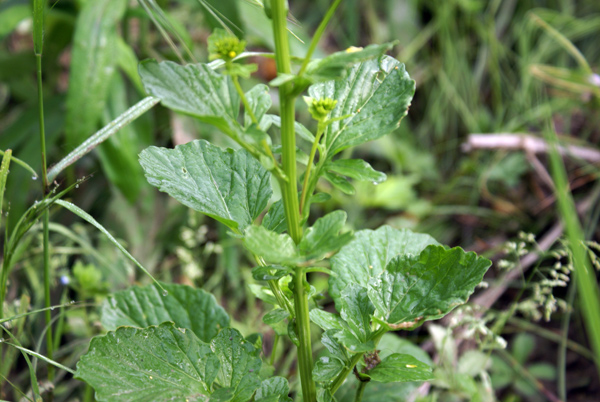 Barbarea vulgaris / Erba di Santa Barbara comune