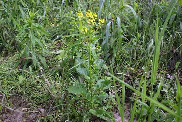 Barbarea vulgaris / Erba di Santa Barbara comune