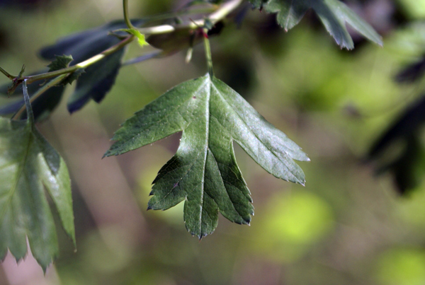 Crataegus oxycantha e C. monogyna