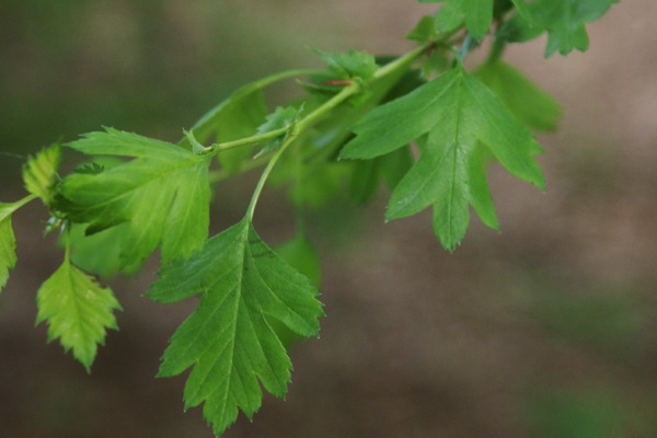 Crataegus oxycantha e C. monogyna