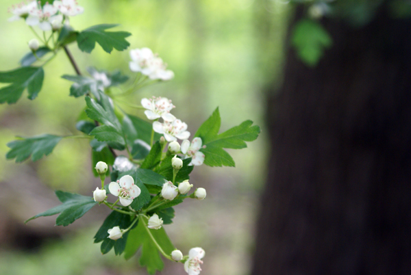 Crataegus oxycantha e C. monogyna