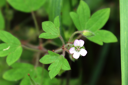 sullo sterrato - Geranium sp.