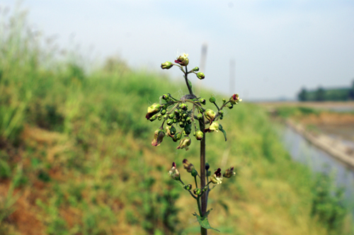 tre le risaie - Scrophularia nodosa