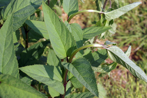 tre le risaie - Scrophularia nodosa