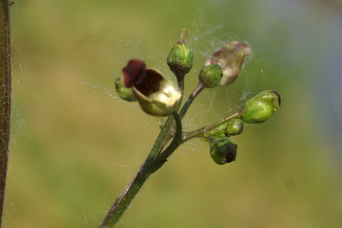 tre le risaie - Scrophularia nodosa