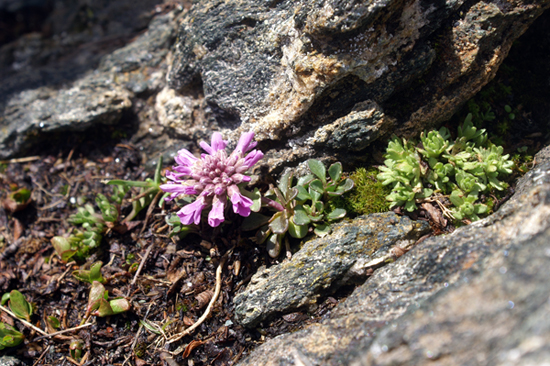 Noccaea corymbosa (=Thlaspi lerechianum)