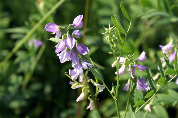 Galega officinalis