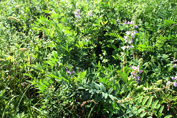 Galega officinalis