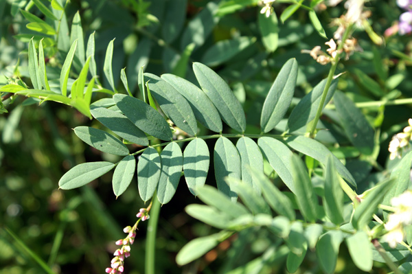 Galega officinalis