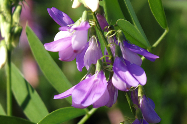 Galega officinalis