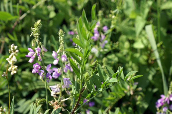 Galega officinalis