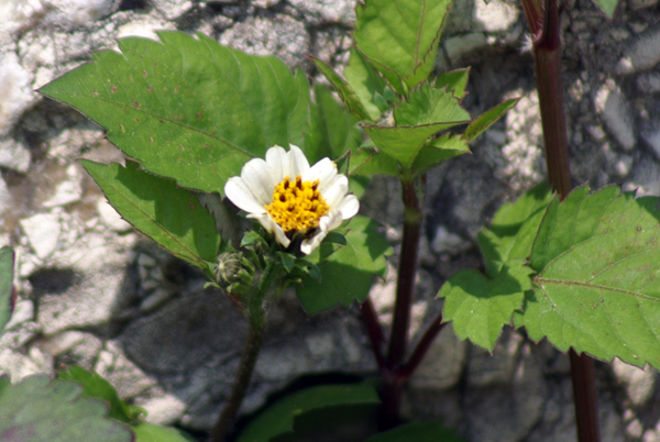 Bidens pilosa / Forbicina pelosa