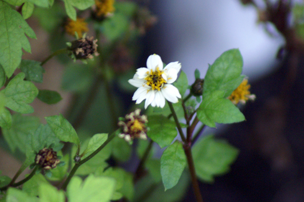 Bidens pilosa / Forbicina pelosa