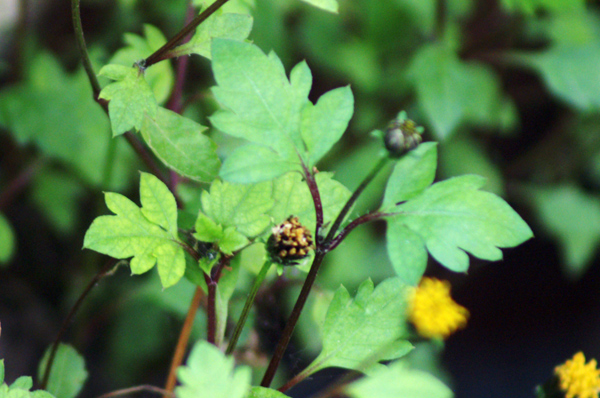 Bidens pilosa / Forbicina pelosa