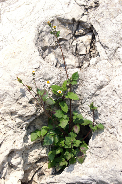 Bidens pilosa / Forbicina pelosa