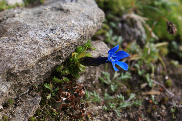 genziana d''alta quota - Gentiana brachyphylla