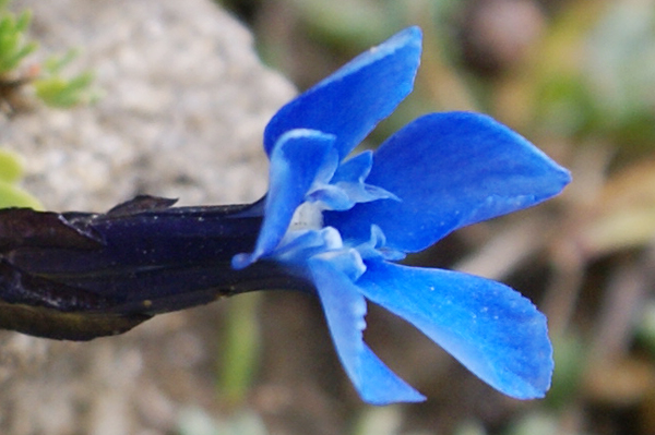 genziana d''alta quota - Gentiana brachyphylla