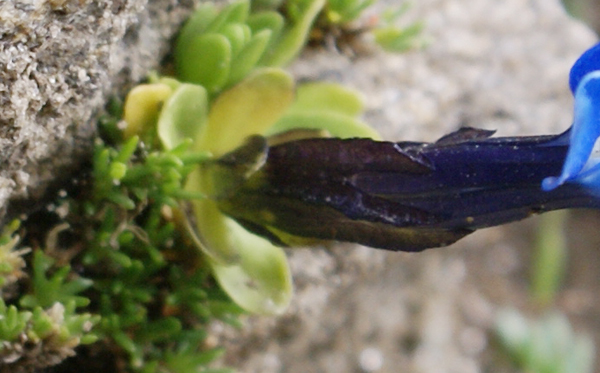 genziana d''alta quota - Gentiana brachyphylla