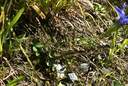 Gentianopsis ciliata / Genziana sfrangiata