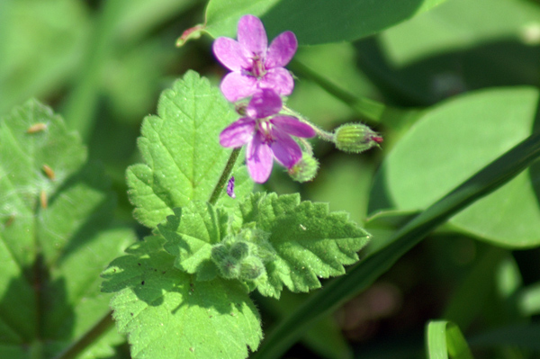 sulle mura del porto di Finale - Erodium malacoides