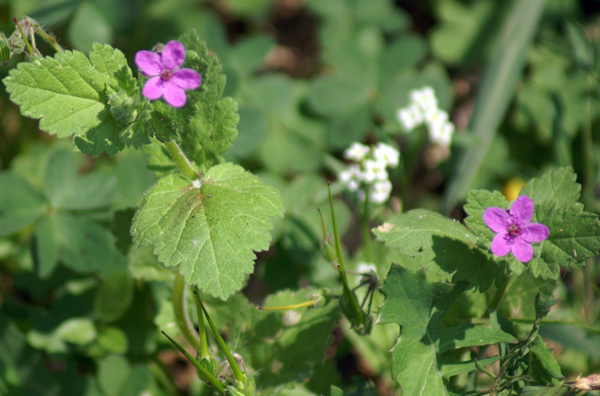 sulle mura del porto di Finale - Erodium malacoides