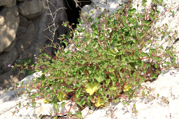 sulle mura del porto di Finale - Erodium malacoides