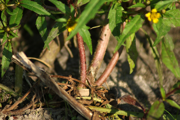 Bidens cernua / Forbicina intera