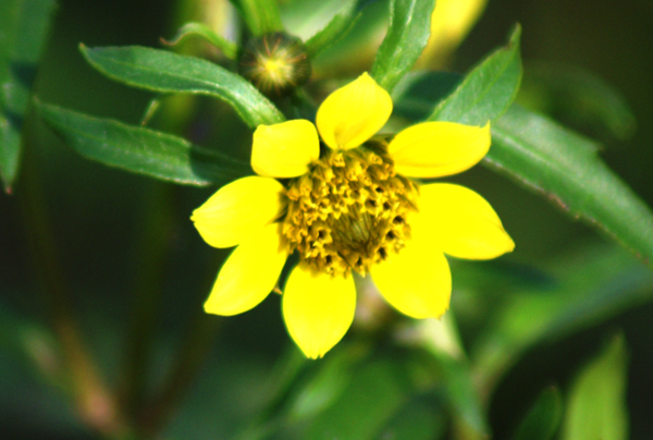 Bidens cernua / Forbicina intera