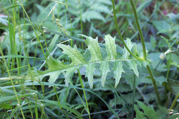 Cirsium erisithales