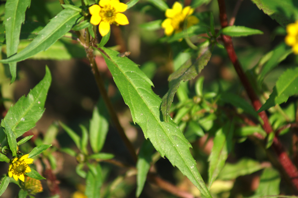 Bidens cernua / Forbicina intera