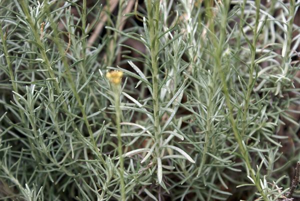 Appennino toscano - Helichrysum italicum