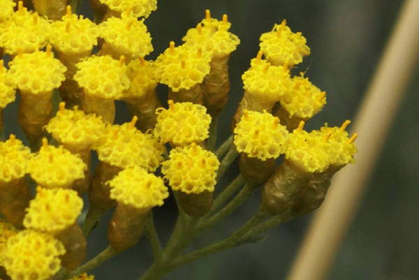 Appennino toscano - Helichrysum italicum