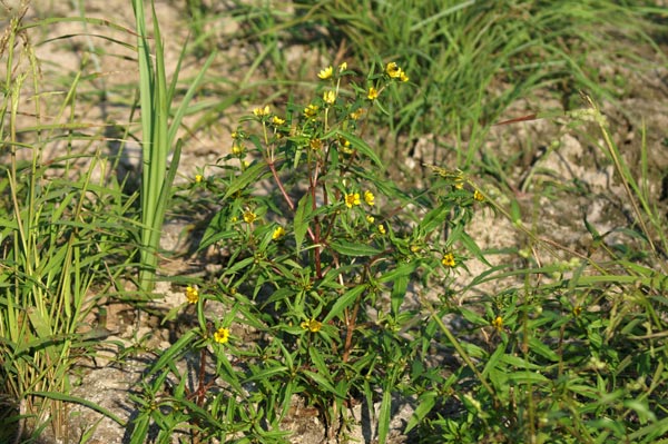 Bidens cernua / Forbicina intera