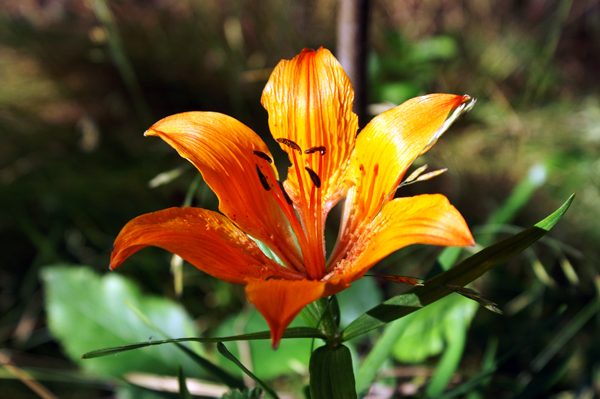 Lilium bulbiferum subsp. croceum