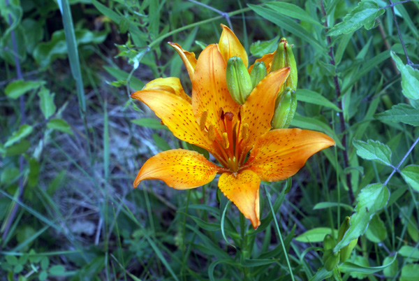 Lilium bulbiferum