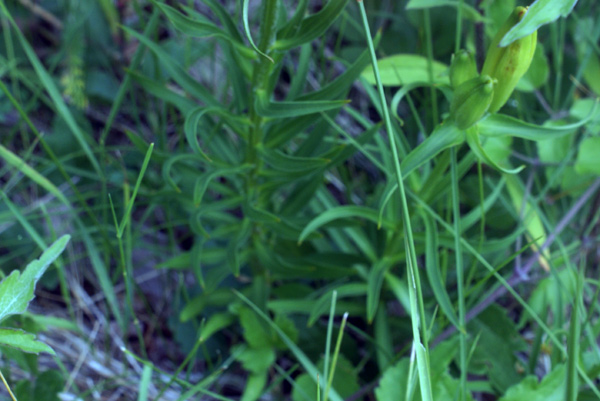 Lilium bulbiferum