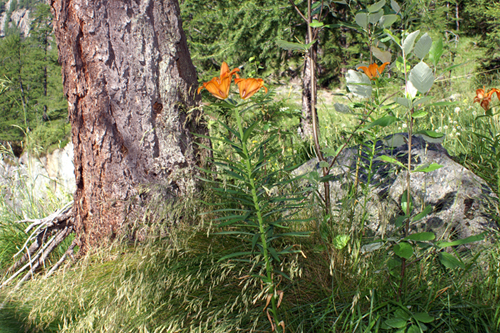 Lilium bulbiferum subsp. croceum