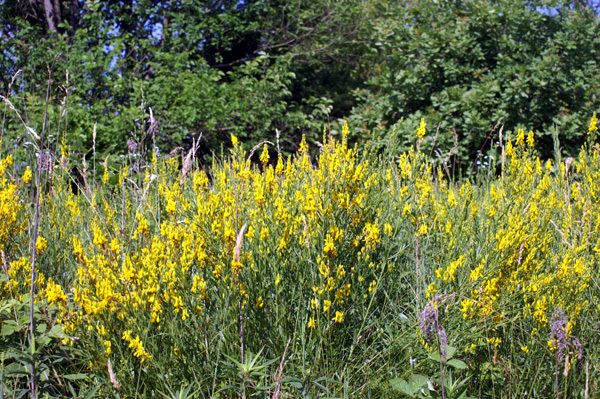 Genista tinctoria