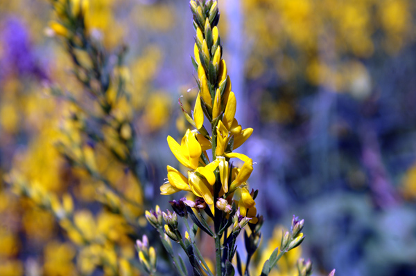 Genista tinctoria