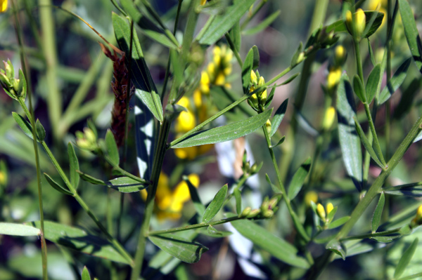 Genista tinctoria