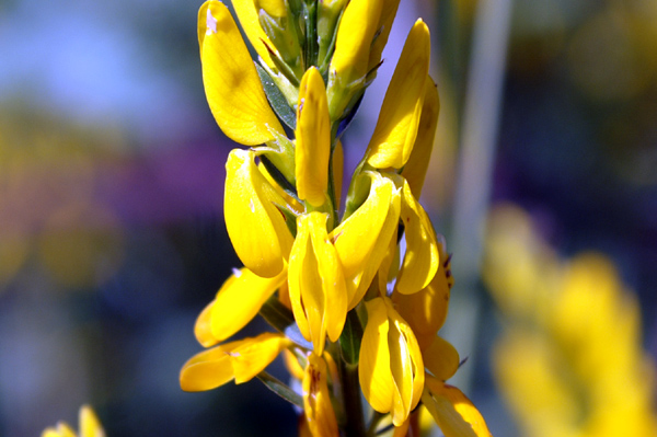 Genista tinctoria