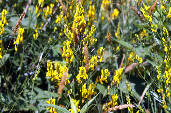 Genista tinctoria