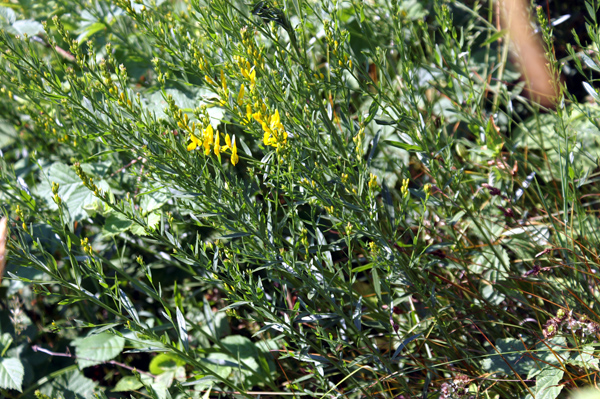 Genista tinctoria