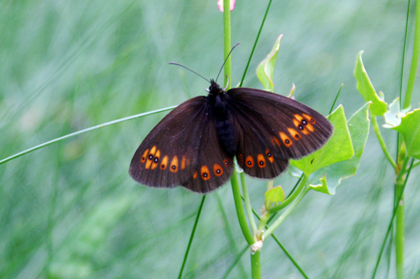 Erebia? - Erebia albergana