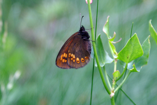 Erebia? - Erebia albergana